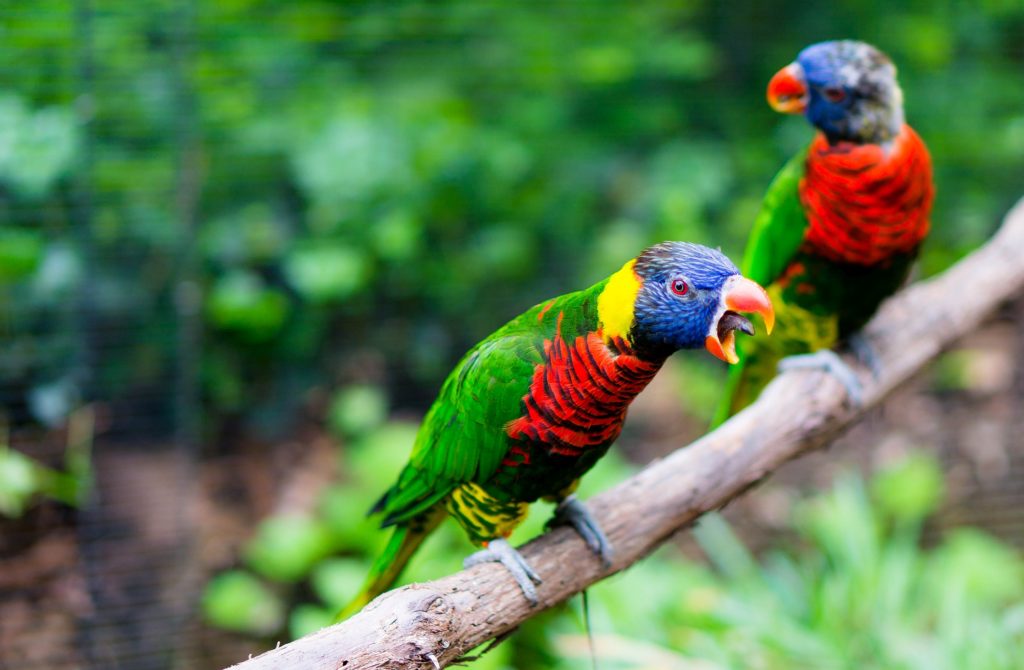 Rainbow Lorikeet attempting to eat nectar.